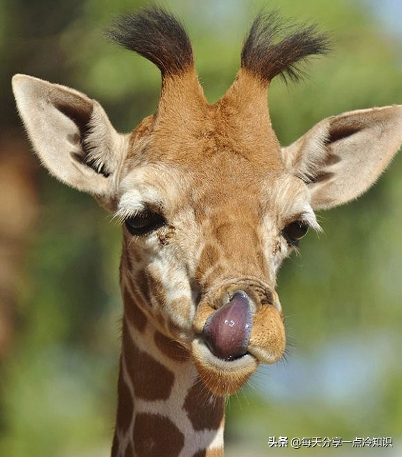 长颈鹿动物冷知识,长颈鹿有趣冷知识