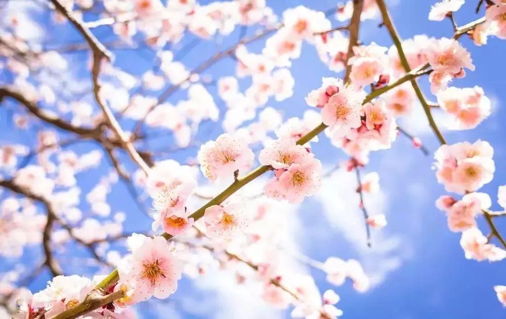 世界各国的国花集锦惊艳,世界各国国花大全