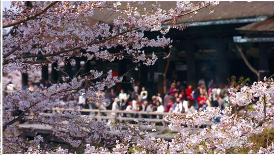 来到日本不能错过章鱼小丸子,来东京不能错过的地方