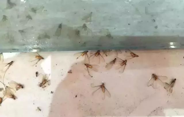 晚上开灯进来好多小飞虫怎么办,晚上开灯就引来很多飞虫是什么