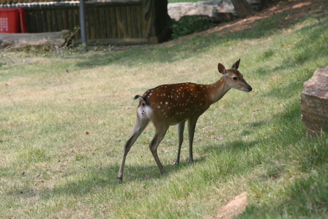 梅花鹿为什么夏天才有斑点,梅花鹿怎么没长鹿茸