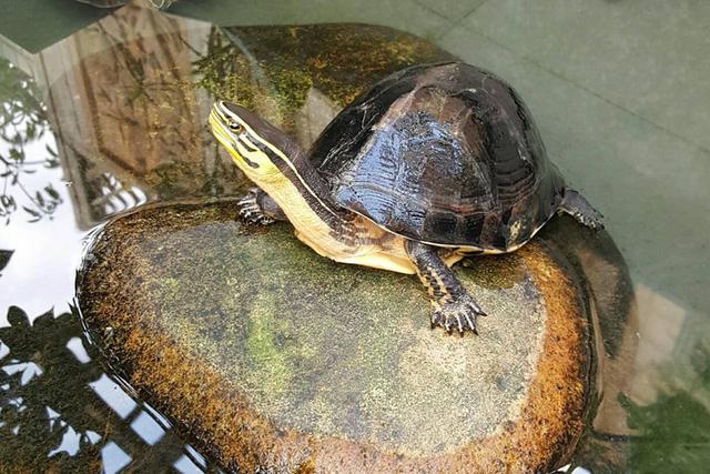 哪种乌龟最好养又有灵性,什么乌龟是国家保护动物能养的