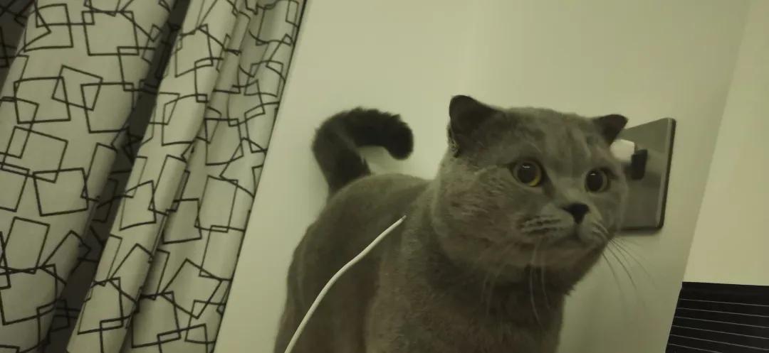 和宠物交流说什么,和宠物谈恋爱