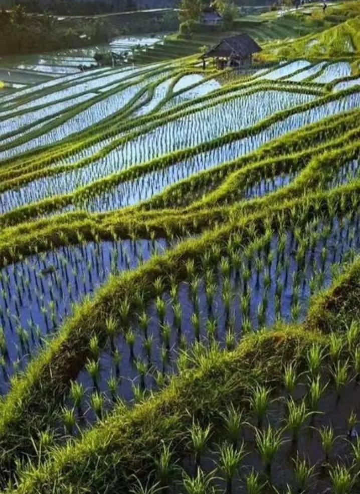 谷雨不雨交回田主是什么意思,最怕谷雨没了雨什么意思
