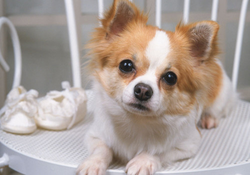 狗狗只呕吐不拉稀是什么原因,狗狗吃坏肚子拉稀呕吐怎么办