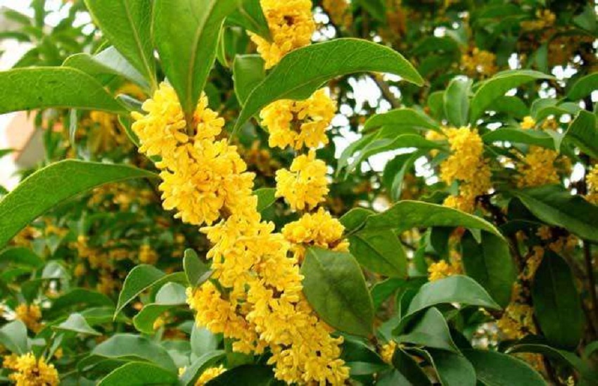 桂花怎么管理开花多,桂花如何繁殖和栽培