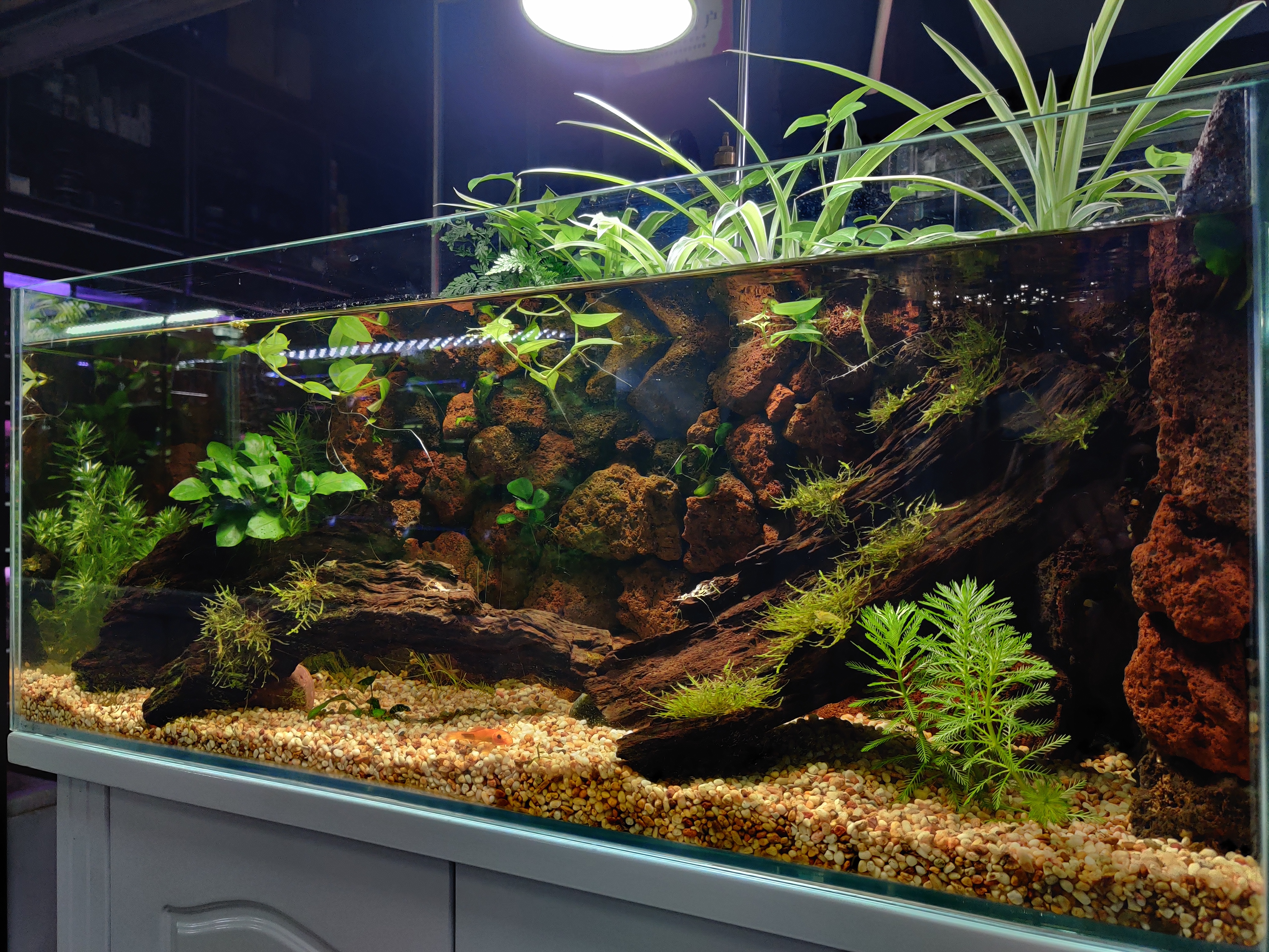 养观赏鱼哪方面最费钱,观赏鱼养哪种最省钱