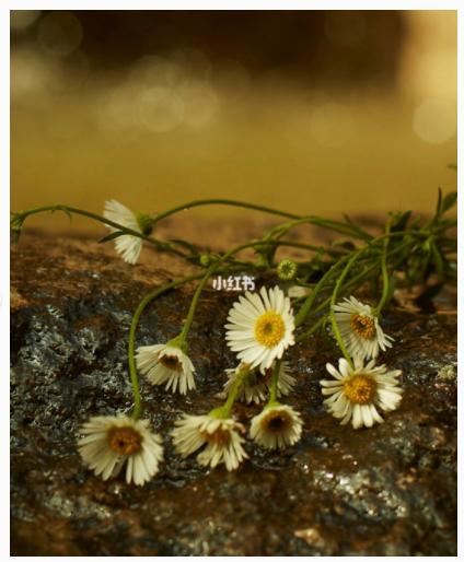 古驰香水罪爱测评 (古驰绿繁花香水测评)