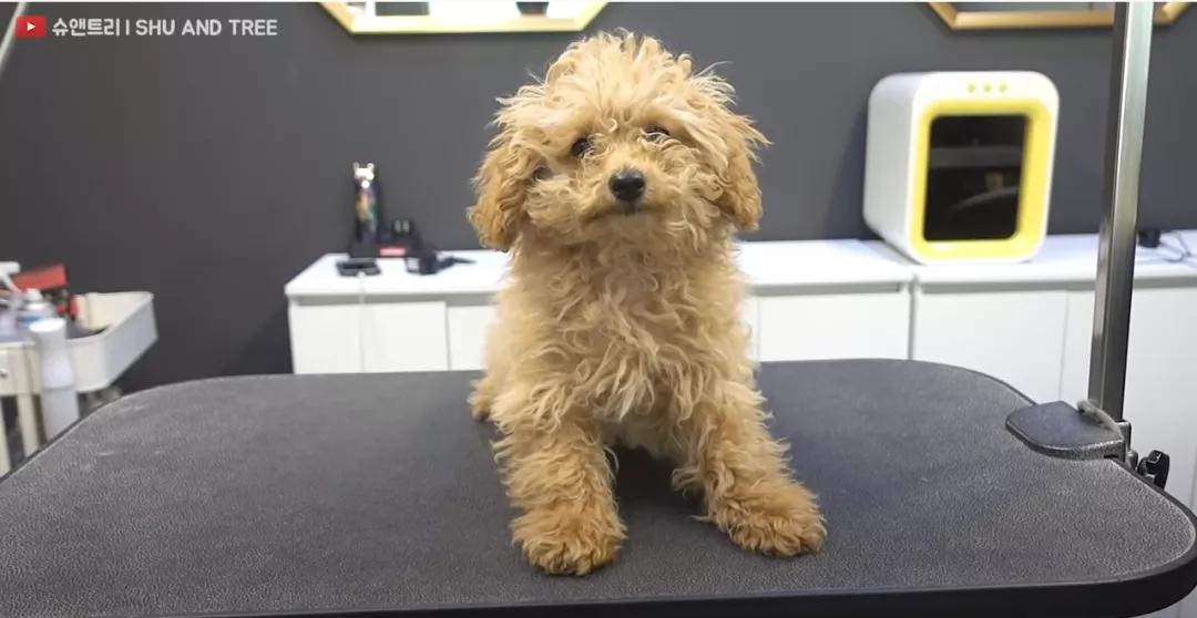 tony老师高阶换头术,90后tony老师换头术