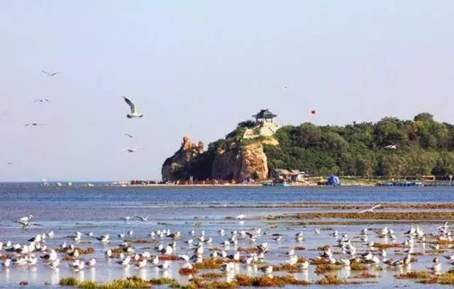 秦皇岛候鸟观赏地,秦皇岛初冬鸟类