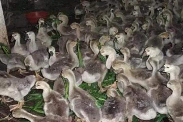 鹅的养殖技术与经济效益,鹅的养殖技术和鹅饲料公司地址