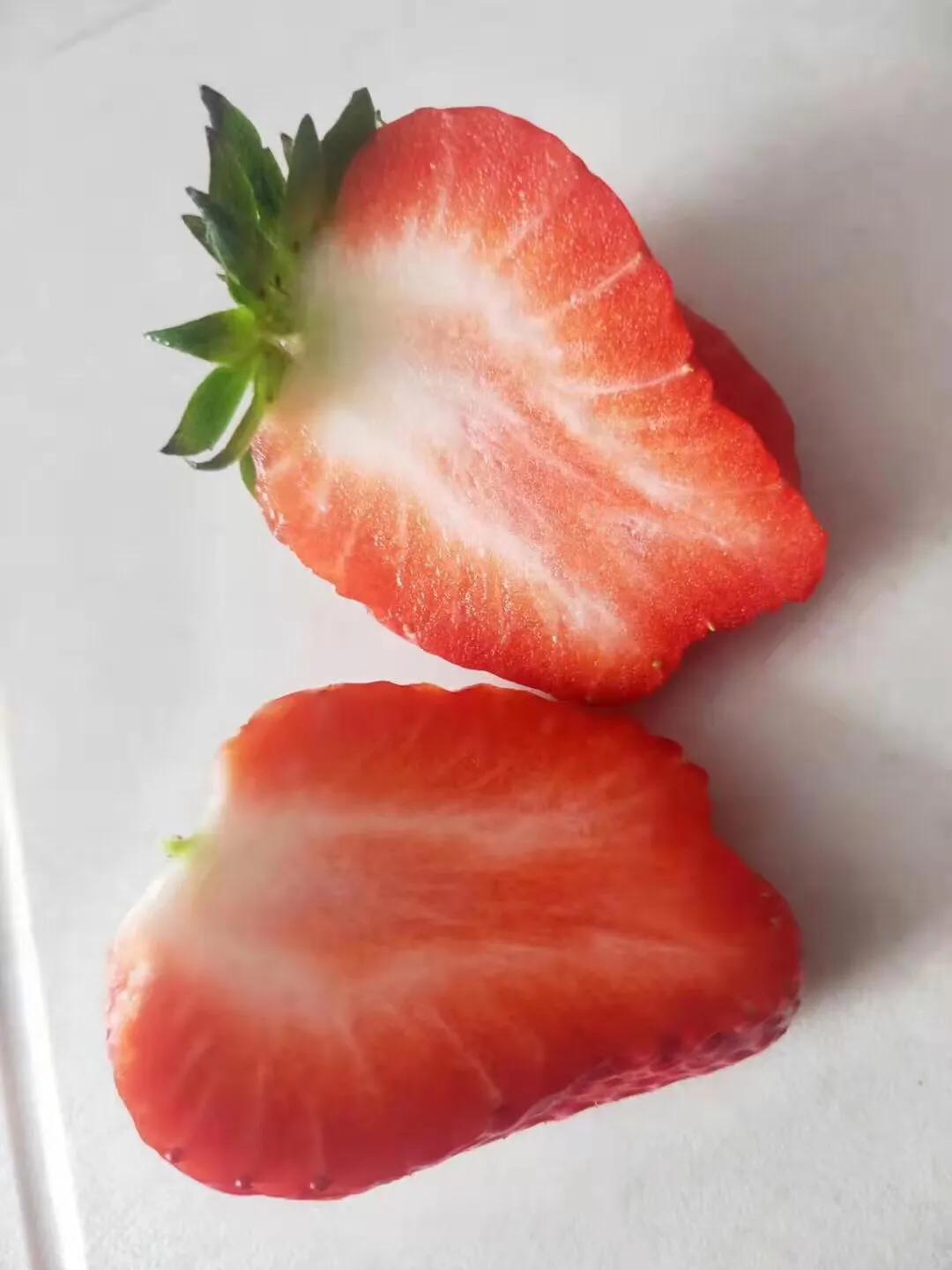 丹东99草莓直播,丹东99草莓罐头