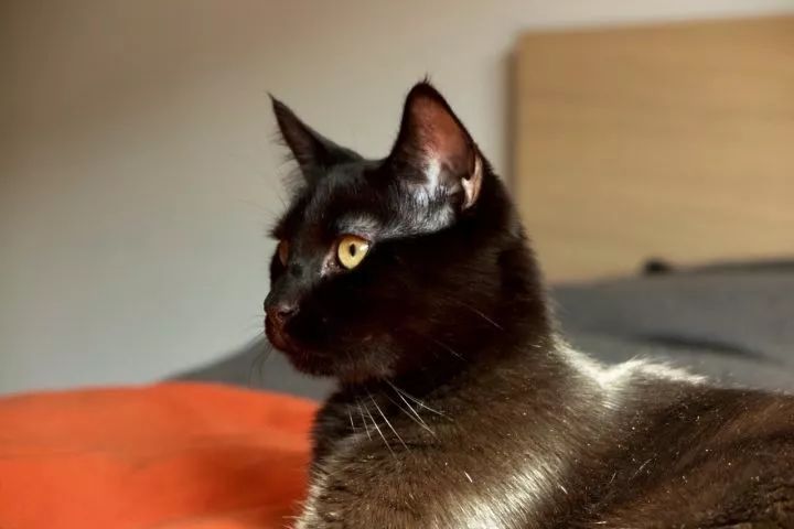 黑猫真的能看到人看不到的东西吗,黑猫真的有那么可怕吗