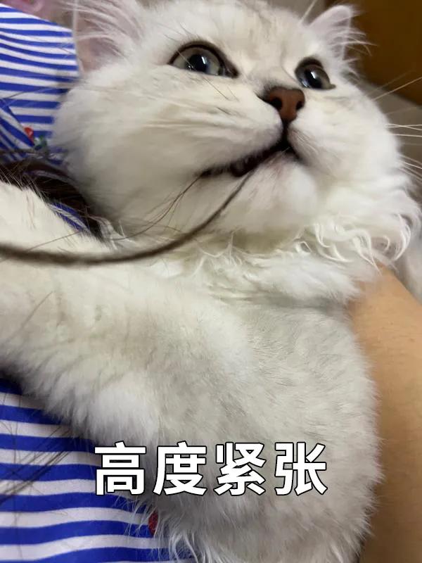 猫咪拉肚子吃蒙脱石散用量,猫咪绝育后拉肚子怎么回事