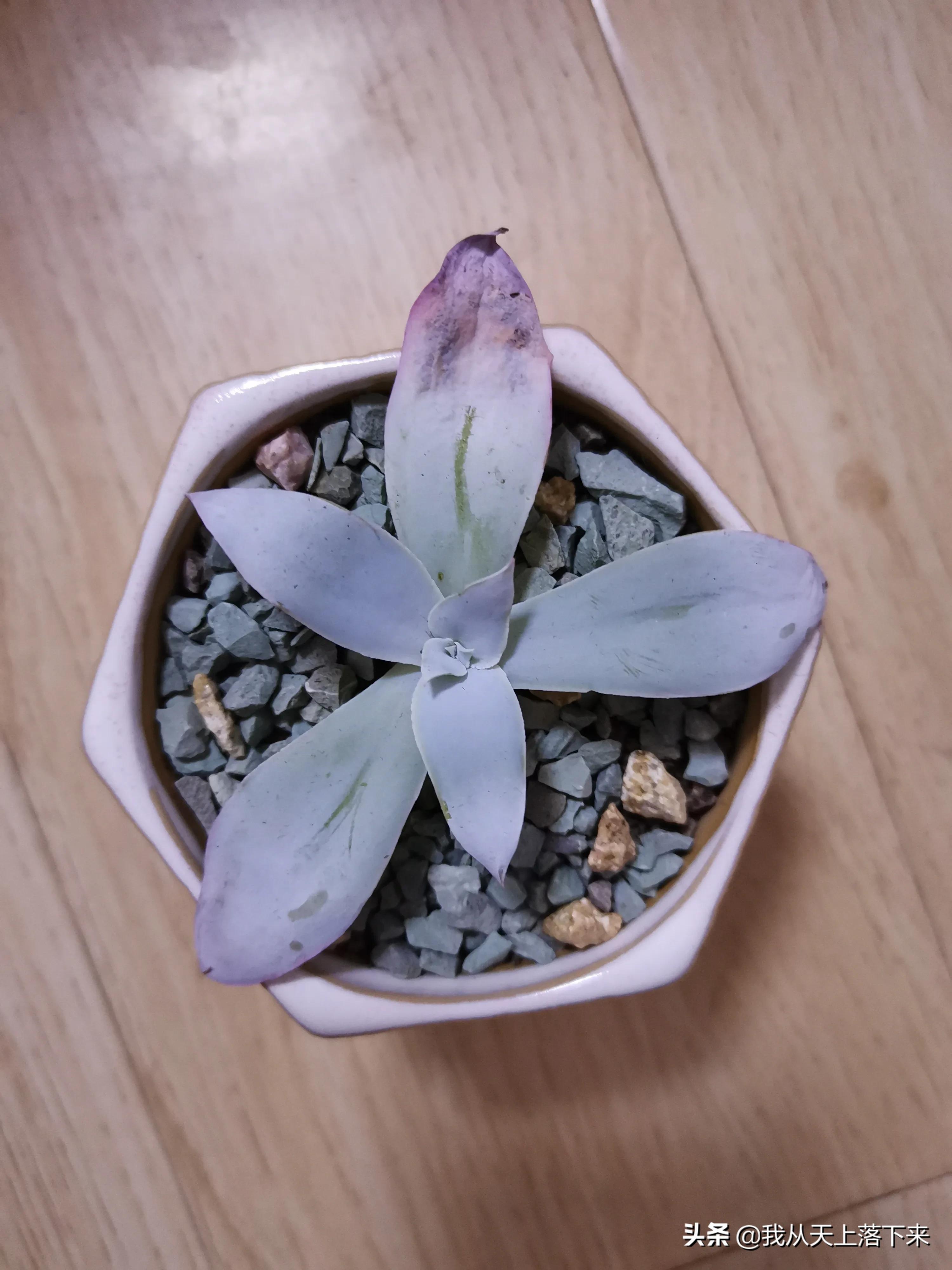 89种常见多肉植物品种图，实物拍摄，还不认识的小伙伴赶紧收藏好