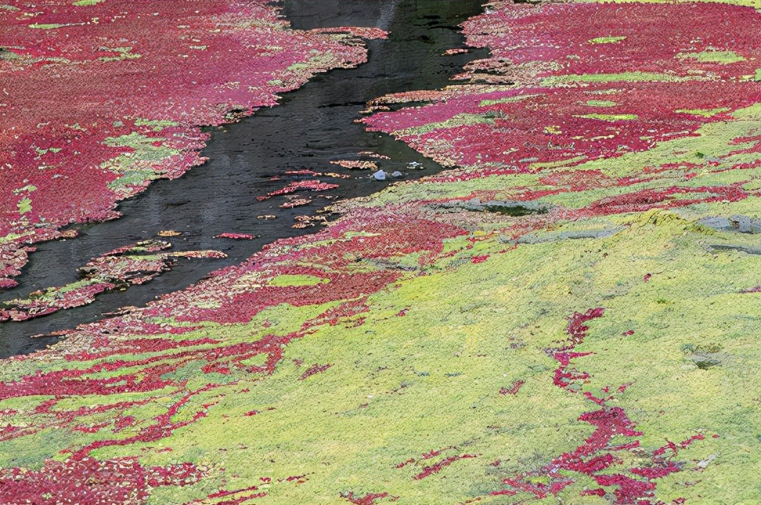 4000万年前地球生物,2000万年前冰河世纪消失的动物