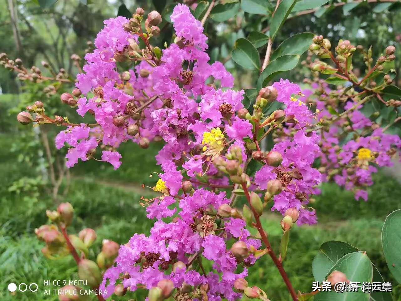 我的家乡商丘夏邑,夏邑又多一处美景有山有水还有花