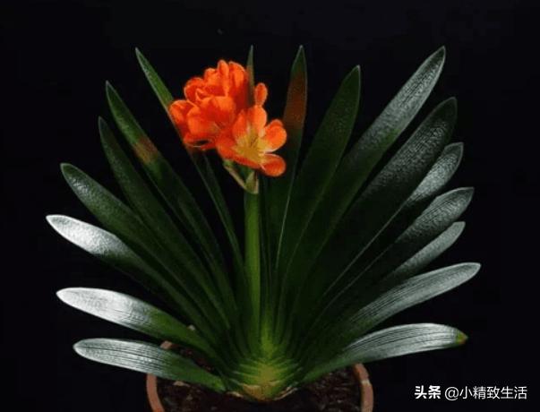 君子兰怎么摆放叶子不会长歪视频,君子兰的叶片长歪了该怎么办