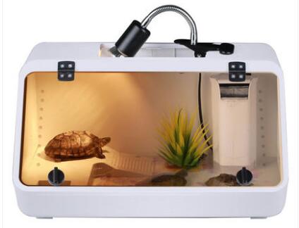 甜甜圈龟到底是什么龟种,养甜甜圈龟的正确方法