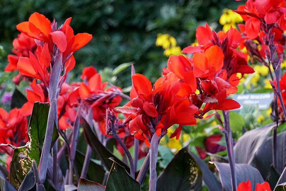 被低估的植物,被低估的水培花卉