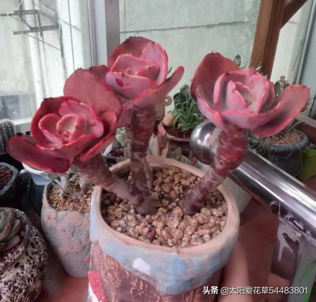 多肉秀妍怎么养,多肉秀妍爆盆了怎么处理