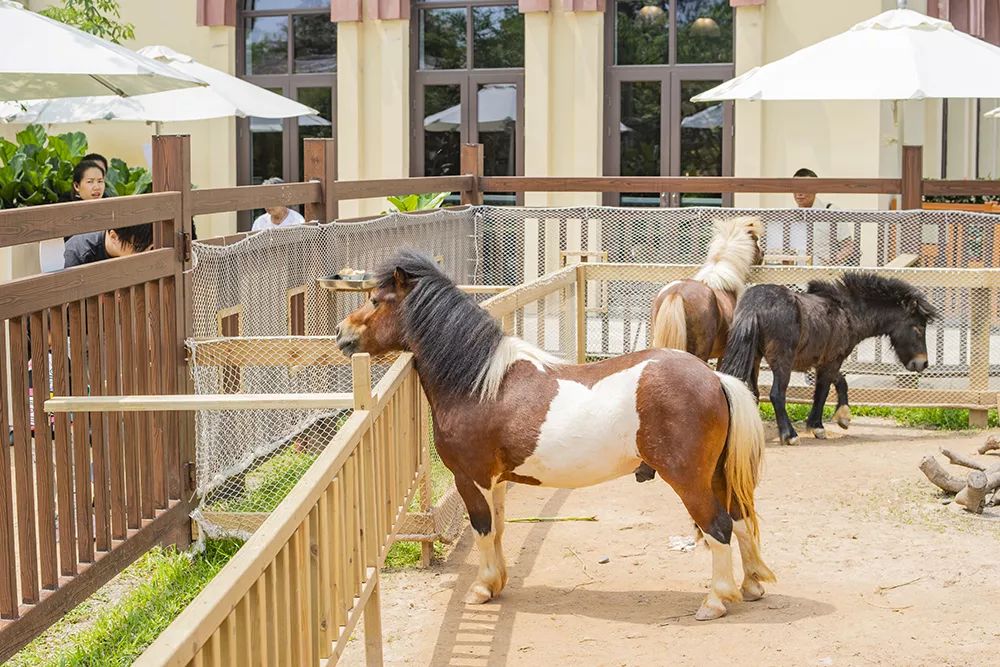 超级详细的广州长隆旅游攻略,超详细的广州长隆游玩攻略