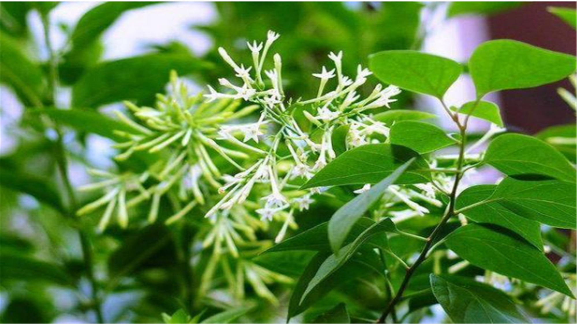 养花经常在土里遇到的害虫有哪些,养花不生虫害的植物