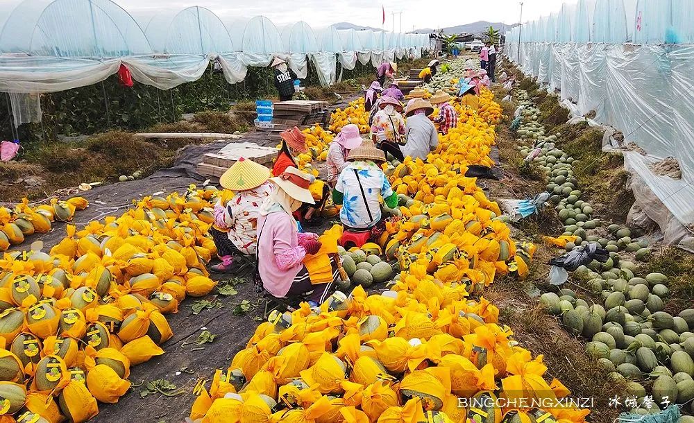 我的旅居生活90多天,我的旅居海南生活系列