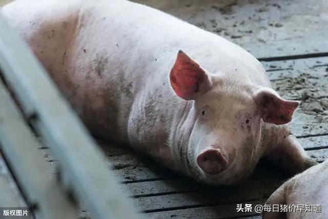 “能力”越出众的公猪越不能本交，只能“用手解决”，咋回事？