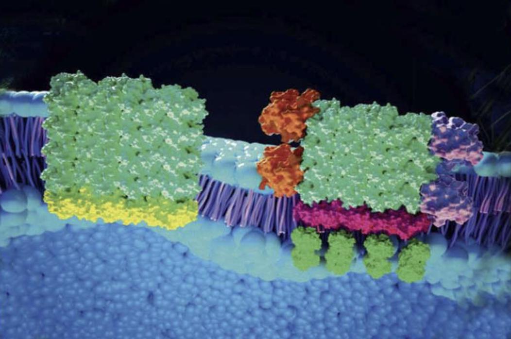 组织损伤与修复实验,组织修复与创伤愈合