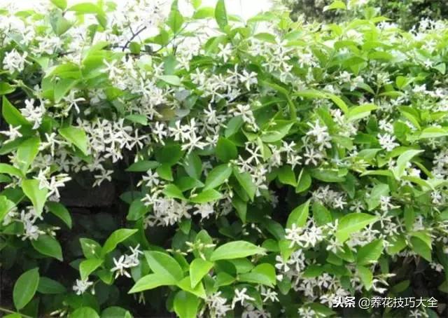 常见小区绿化100种植物图片,常见的水生植物有哪些种