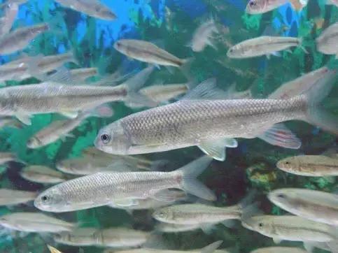 山东特产不为人知的特产,山东干货特产有哪些