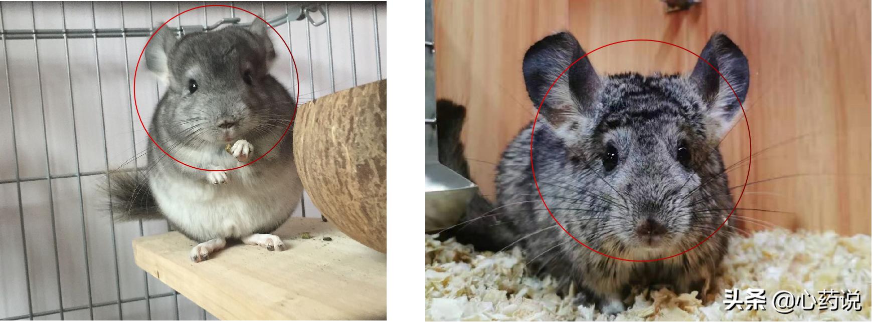 龙猫一对品种怎么选,龙猫入手前需要准备什么