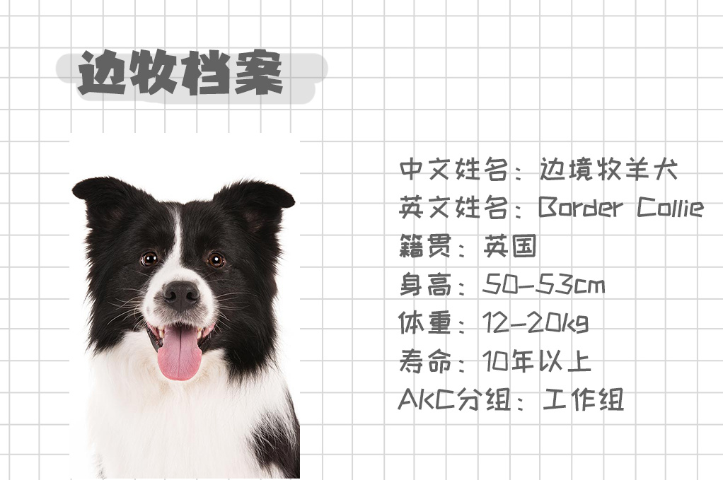 边境牧羊犬掉毛很严重吗,为什么都说边境牧羊犬不是狗