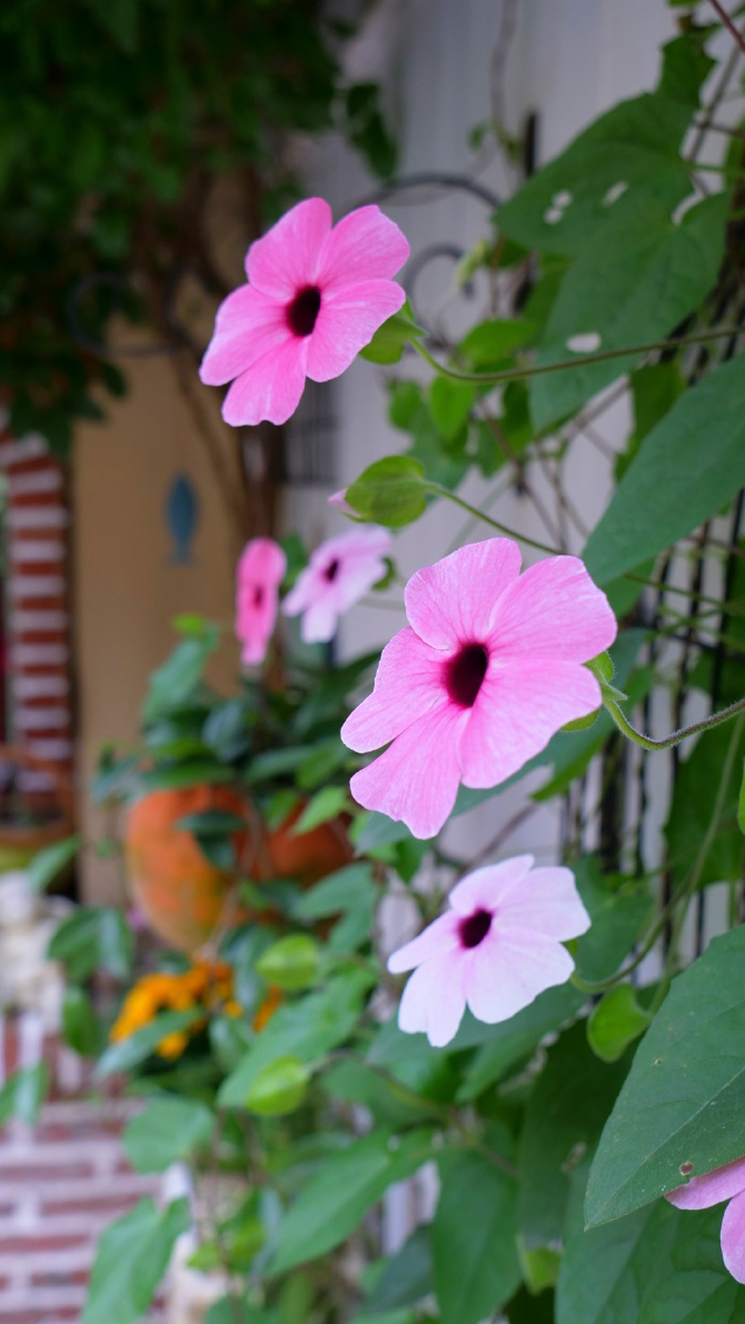 黑眼苏珊明媚的眼眸，让你一见难忘的美丽