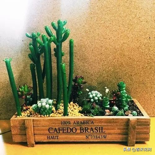 光棍树养殖方法,招财光棍树怎么样扦插