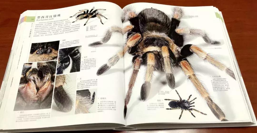 儿童dk哪些书籍值得买,dk儿童书籍推荐