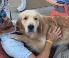 狗子吃醋女朋友,狗子喜欢女朋友怎么办