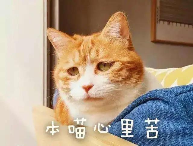 猫咪爱咬人、不让主人抱，脾气差的猫该如何正确教育？