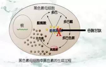 美容针讲解视频,美容针解析