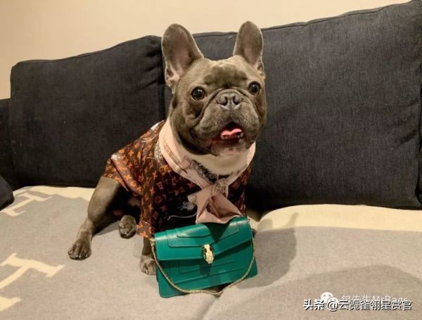 非常好看的宠物包,大家的包都带什么玩偶