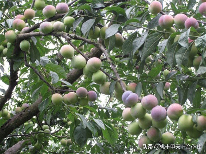 李子受了冻害怎么补救,李子树冻伤了没结果