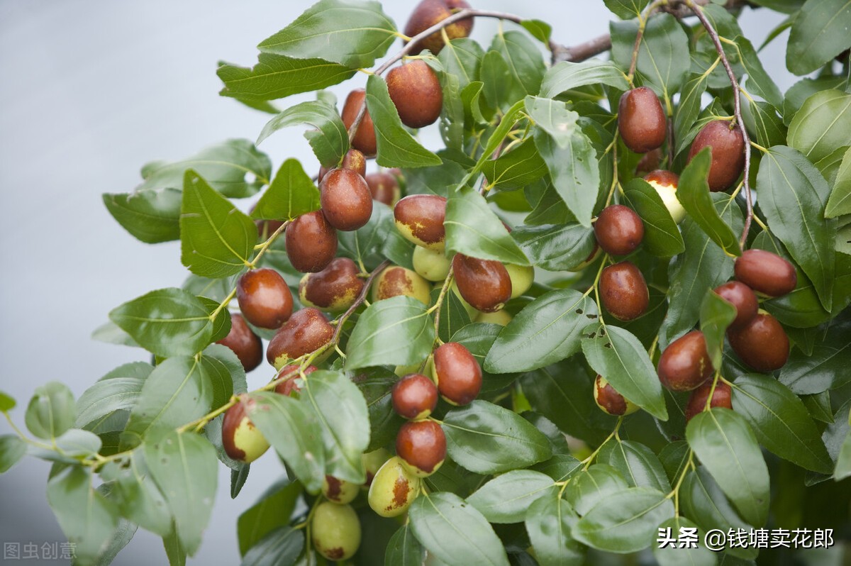 3种果树公认经济价值高,适合别墅种的果树有哪些