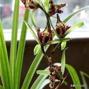 为什么兰花被称为国兰,为什么兰花又叫国兰