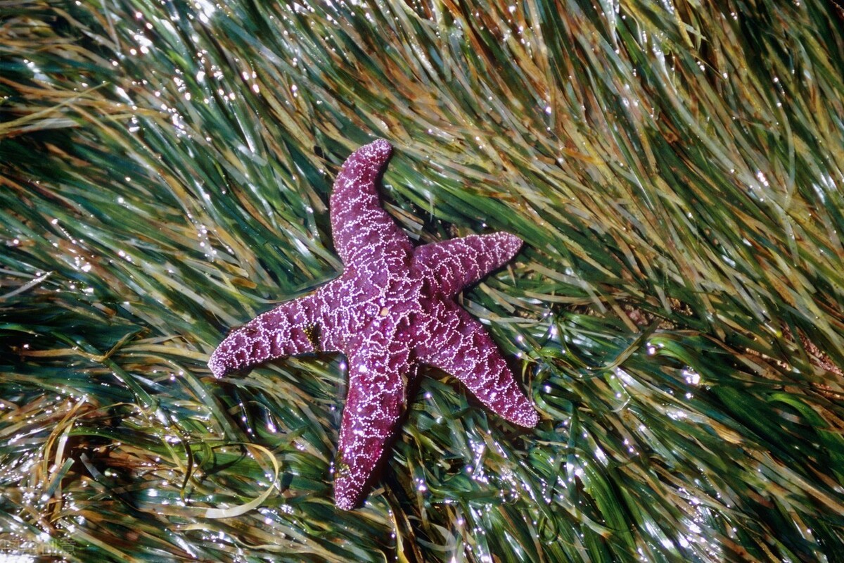 派大星变成巨型海星攻击人类,派大星海星是怎么繁殖