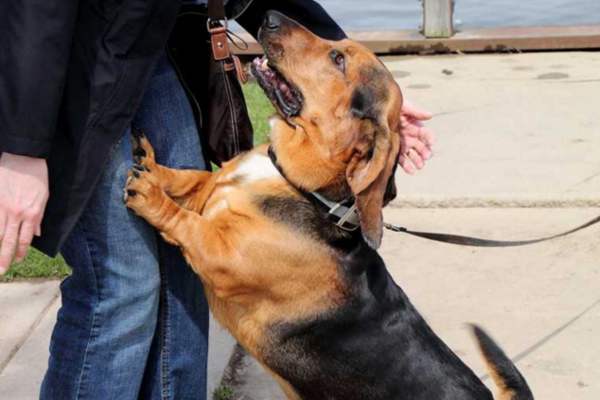 狗狗为保护主人而咬伤别人犯法吗,狗狗护食咬主人怎么办如何纠正