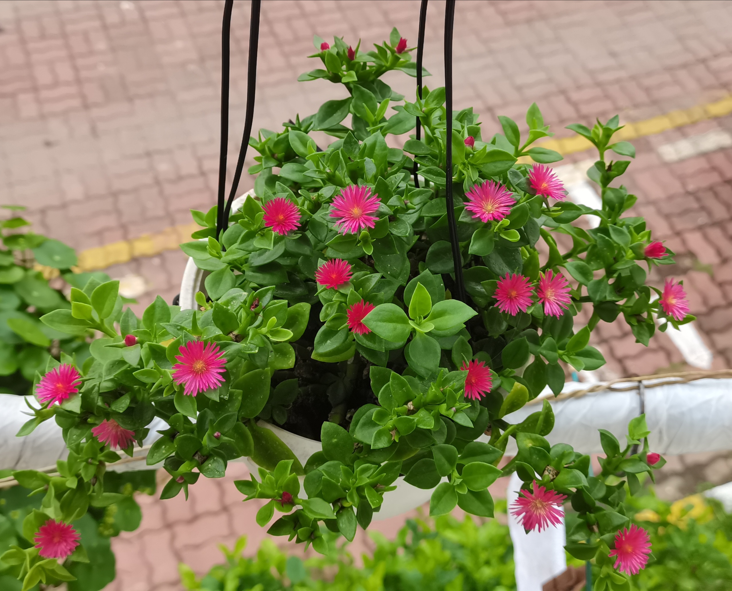 吊兰花卉的种类图片及名称,好看的吊兰植物图片及名称