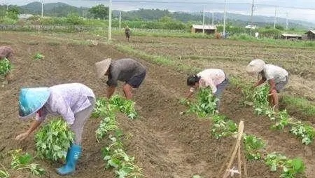 红薯如何种植高产教你三招,红薯高产最好的种植方法