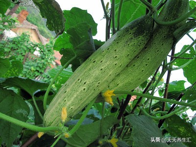 日本人吃生鱼片为什么不怕有寄生虫？看完之后我也不怕了