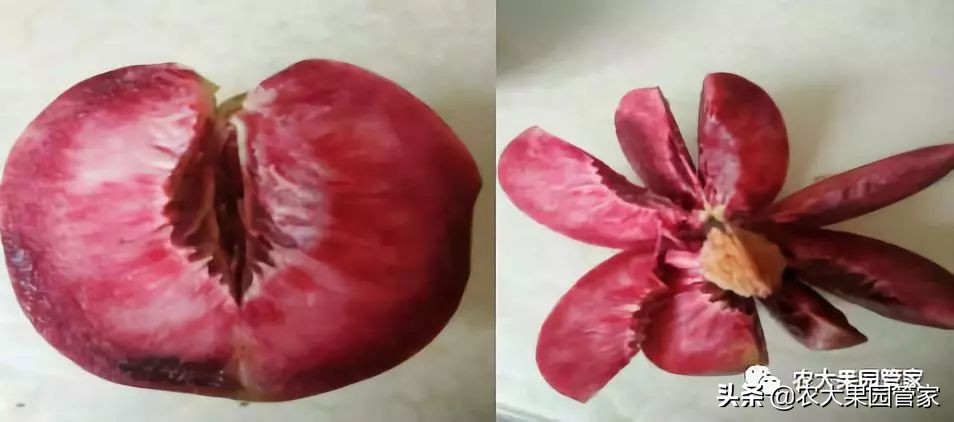 种植新品种果树苗一手货源,各种新品种果树苗木一手货源